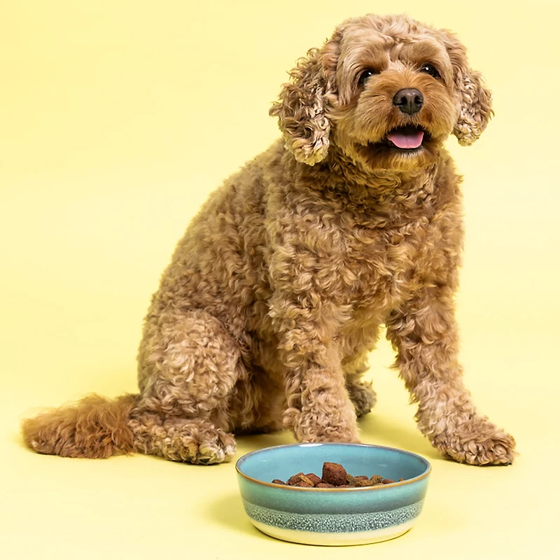 Mason Cash Reactive Fade Dog Bowl