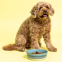 Mason Cash Reactive Fade Dog Bowl