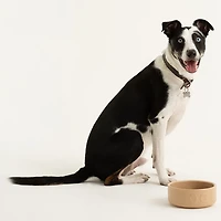 Mason Cash 7 in Dog Bowl Cane