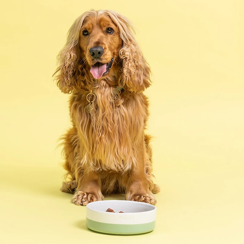 Mason Cash Speckle Dip Dog Bowl