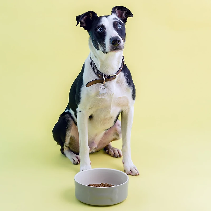 Mason Cash Embossed Bone Dog Bowl