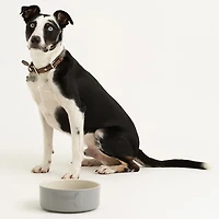 Mason Cash Embossed Bone Dog Bowl