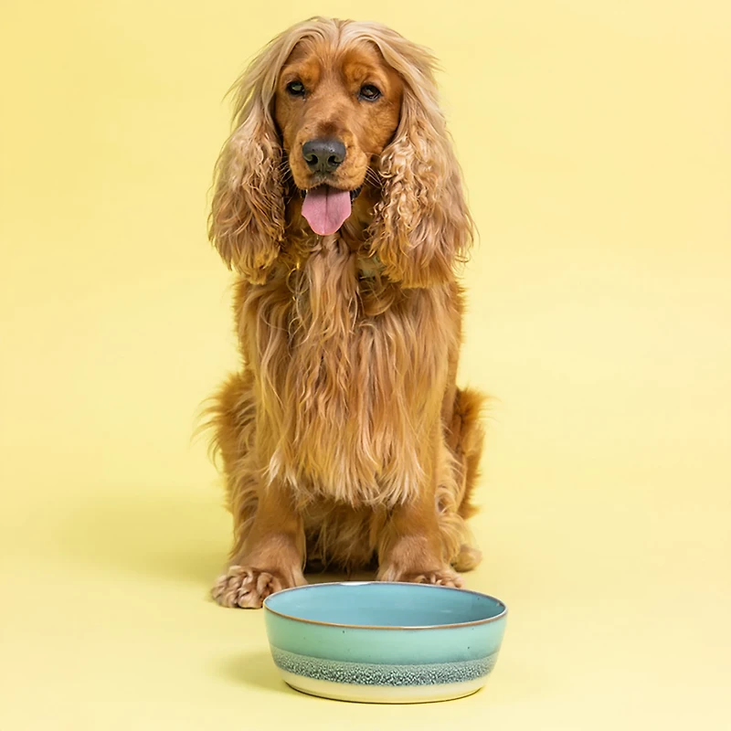 Mason Cash Reactive Fade Dog Bowl