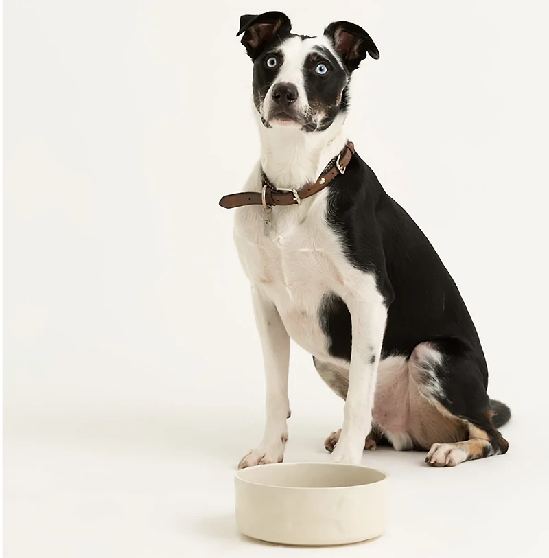 Mason Cash Embossed Bone Dog Bowl