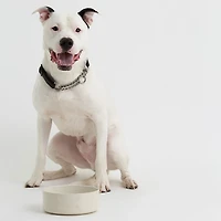 Mason Cash Embossed Bone Dog Bowl