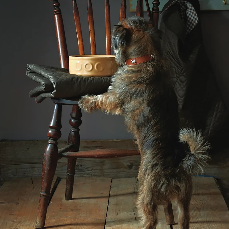 Mason Cash 9.8 in Dog Bowl Cane