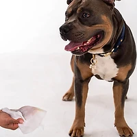 Dexypaws Oatmeal and Vitamin E Pet Wipes 200-Count