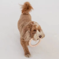 Dexypaws Chew Master Set
