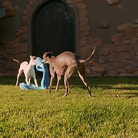 GURU Pet Hide-A-Tail Snake Dog Toy