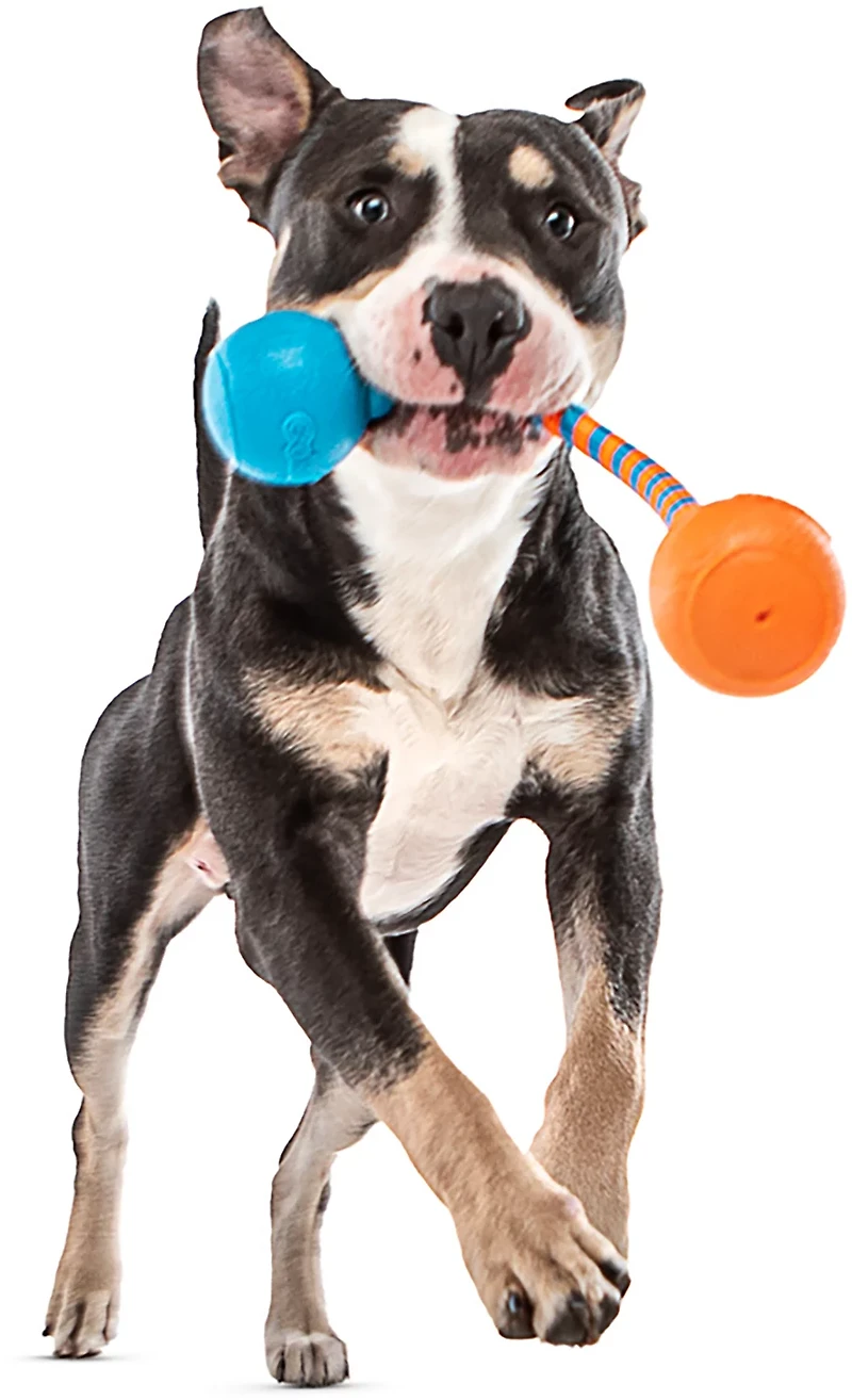 GURU Pet Squeaking Rope Dog Toy