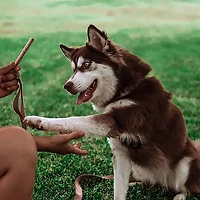 Dog Treat Naturals oz. Superfood Sticks Bag