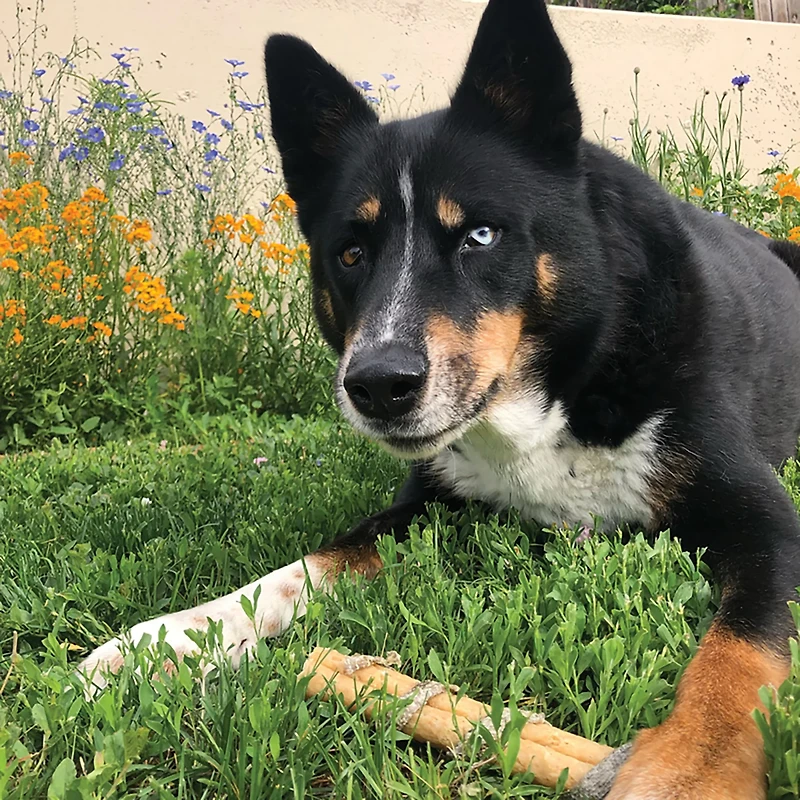 Icelandic+ 4" Dental Chew Sticks Wrapped with Fish