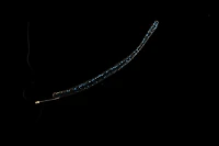 Toad Thumper Lure Tremor Shake Swimbaits 12-Pack