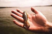 Toad Thumper Lure Craw Gill Swimbaits 7-Pack