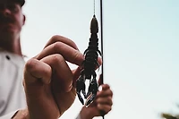 Toad Thumper Lure Bad Craw Swimbaits 7-Pack