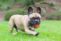 Chuckit! Ultra Ball Dog Toys 2-Pack