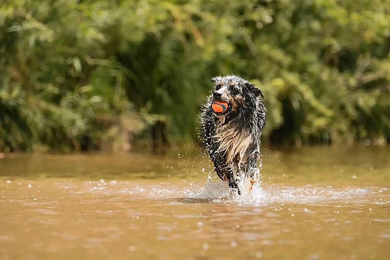 Chuckit! Ultra Ball Dog Toy