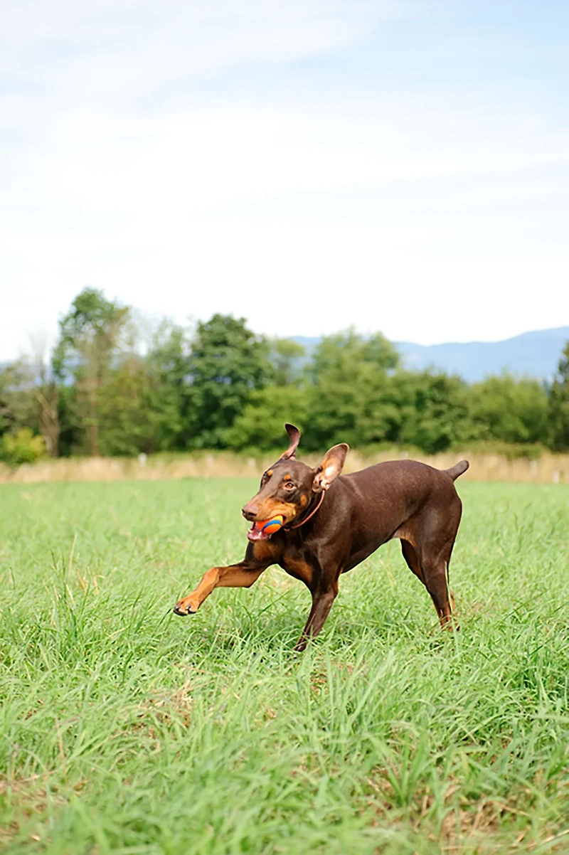 Chuckit! Ultra Ball Dog Toy