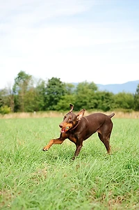 Chuckit! Ultra Ball Dog Toy