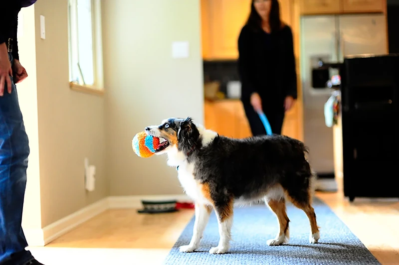 Chuckit! Indoor Ball