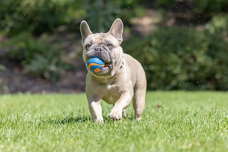 Chuckit! Ultra Squeaker Balls 2-Pack