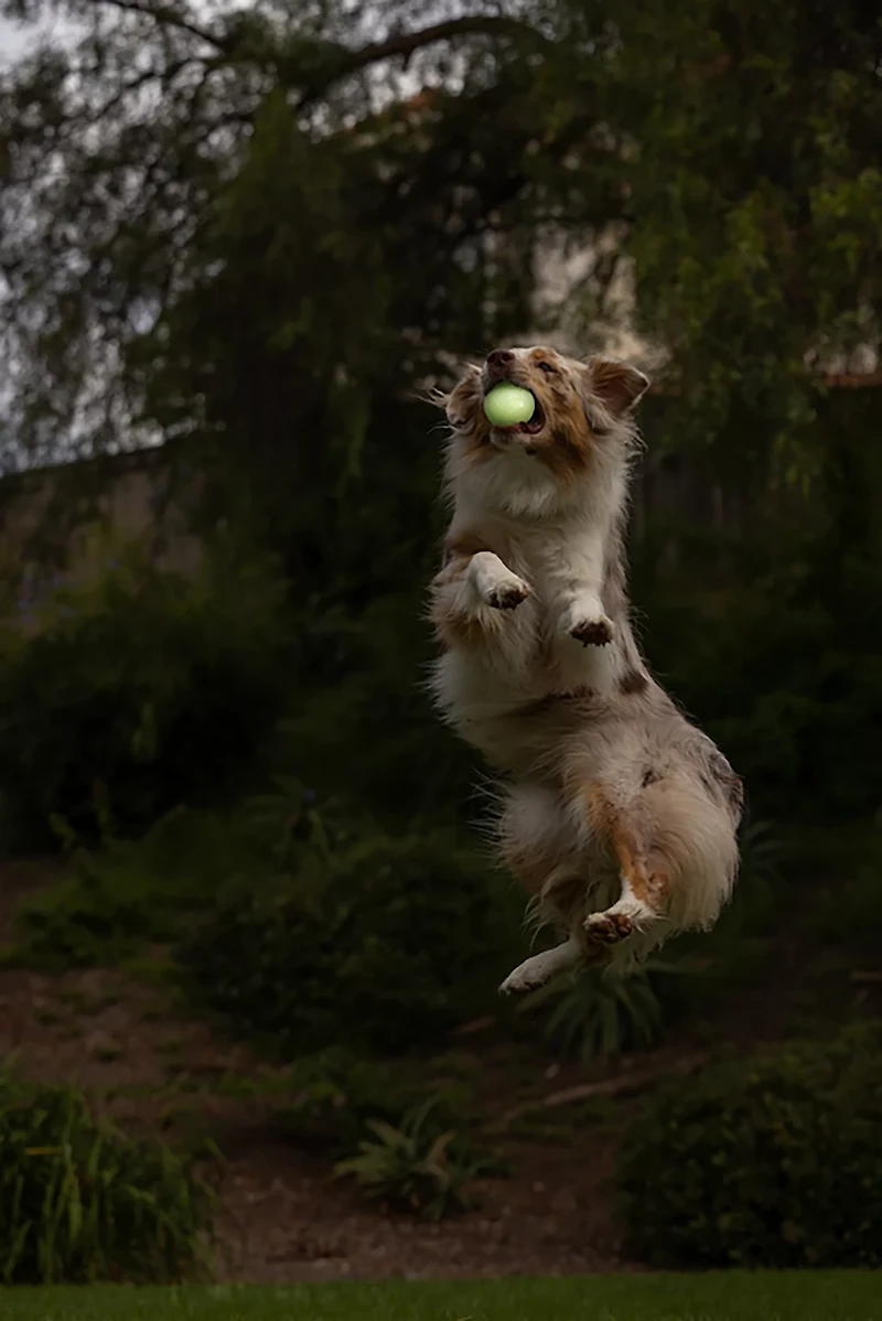 Chuckit! Max Glow Fetch Ball