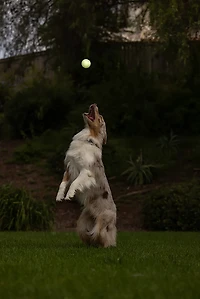 Chuckit! Max Glow Fetch Ball