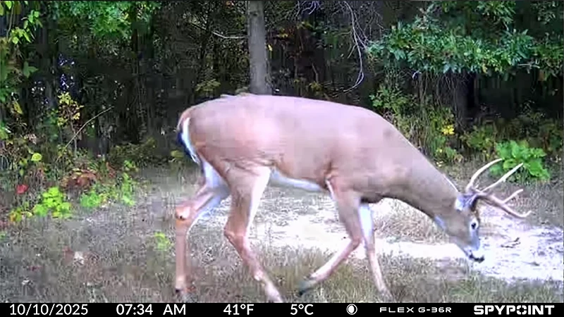 SpyPoint Flex G36R Cellular Cameras 2-Pack