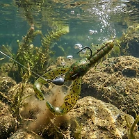 YUM 3-1/2" Christie Critter Creatures Soft Baits 8-Pack