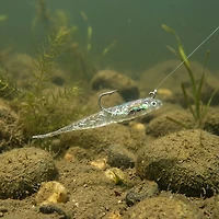 H&H Lure™ Glass Minnow Double Rig