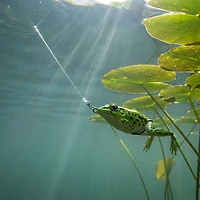 Lunkerhunt Lunker Frog Combo