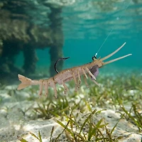 H2OX 3 inch Mojo Shrimp 2 Pack