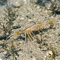 H2OX 4 inch Mojo Shrimp 2 Pack