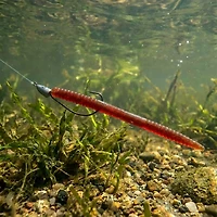 H2OX 6 inch Straight Tail Worm 12 Pack