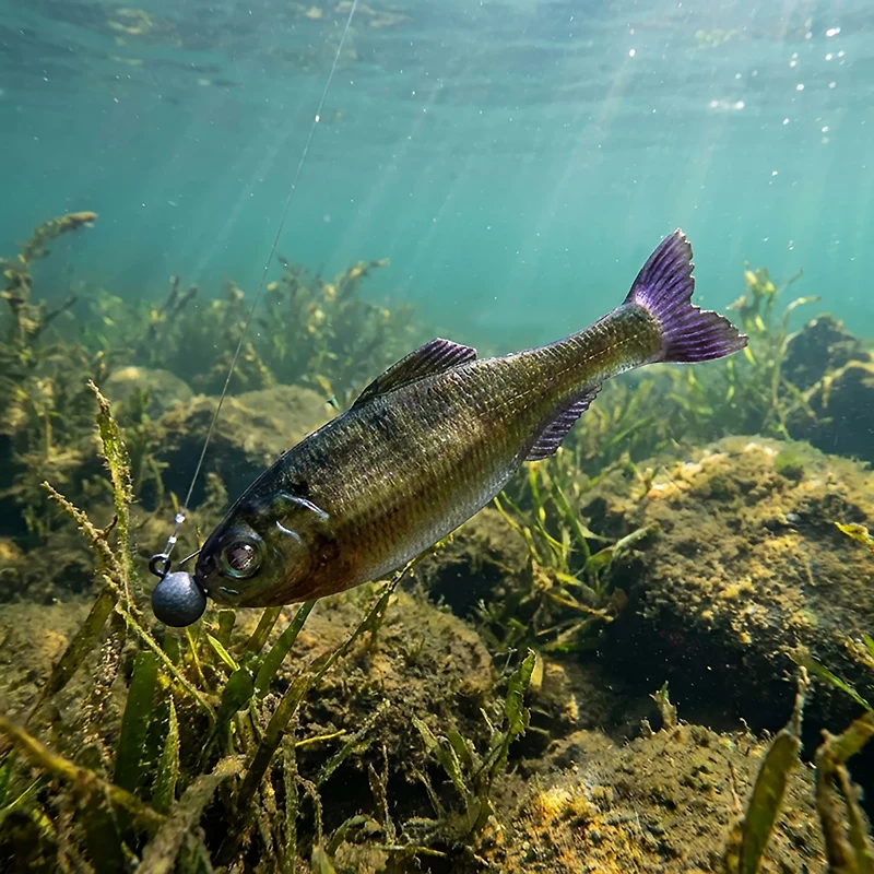 6th Sense Panorama 3.5 Soft Baits 6-Pack