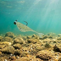 6th Sense 2 Clobber Minnow 12-Pack