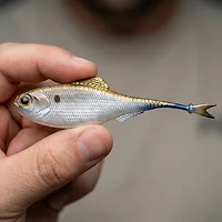 6th Sense Fiction Shad in. Unrigged Plastic Swim Bait -Pack