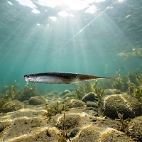 6th Sense Shindo Shad Wakasagi 6-Pack