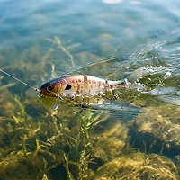 Mike Bucca Bull Wake 5 Swimbait