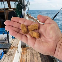Berkley® PowerBait® Catfish Bait Chunks