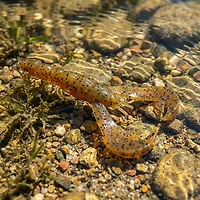 Strike King Rage Tail Craw 4" Lures 7-Pack