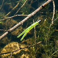 Crappie Magnet 1-1/2 Bodies 10-Pack