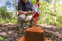 Anilogic CRUSH Apple Granular Attractant