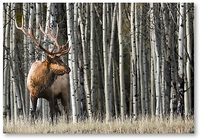 Courtside Market The Buck x 18 in. Gallery-Wrapped Canvas