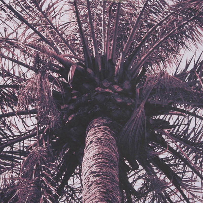 Pink Palms by Deborah Revell Framed Photo Art Print