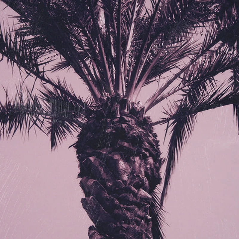 Pink Palms by Deborah Revell Framed Photo Art Print