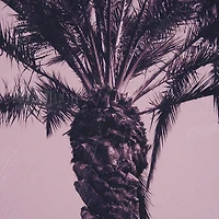 Pink Palms by Deborah Revell Framed Photo Art Print