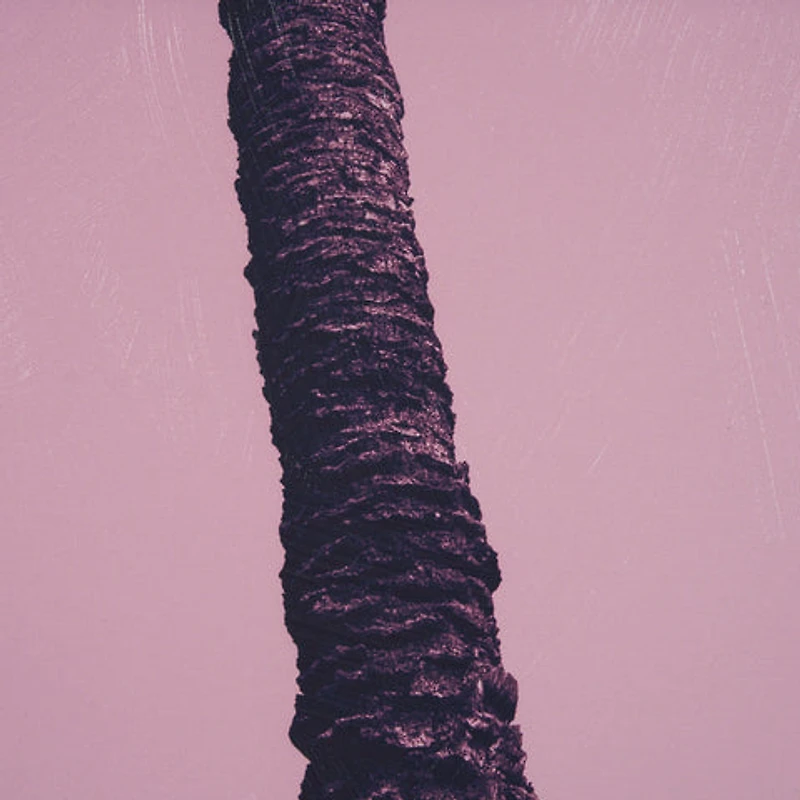 Pink Palms by Deborah Revell Framed Photo Art Print