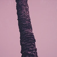 Pink Palms by Deborah Revell Framed Photo Art Print