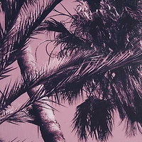 Pink Palms by Deborah Revell Framed Photo Art Print